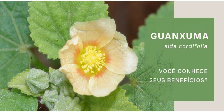 Guanxuma: conheça os benefícios para a saúde dos cabelos